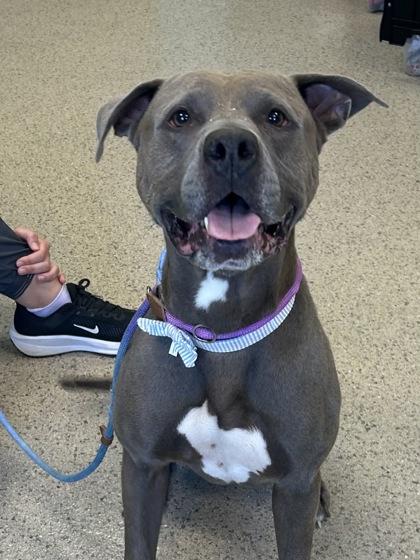 Enlarge Oakes, a Adoptable mixed breed in Fishers, IN image 1/3