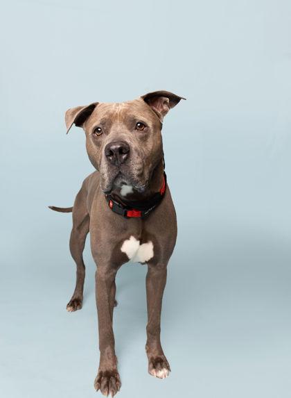 Enlarge Oakes, a Adoptable mixed breed in Fishers, IN image 2/3