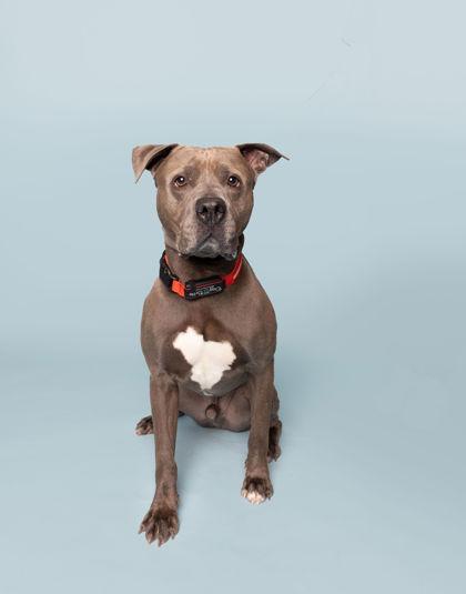 Enlarge Oakes, a Adoptable mixed breed in Fishers, IN image 3/3