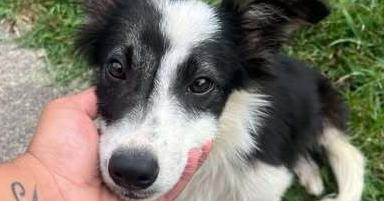 Amidala, Adoptable, Puppy Female Border Collie.