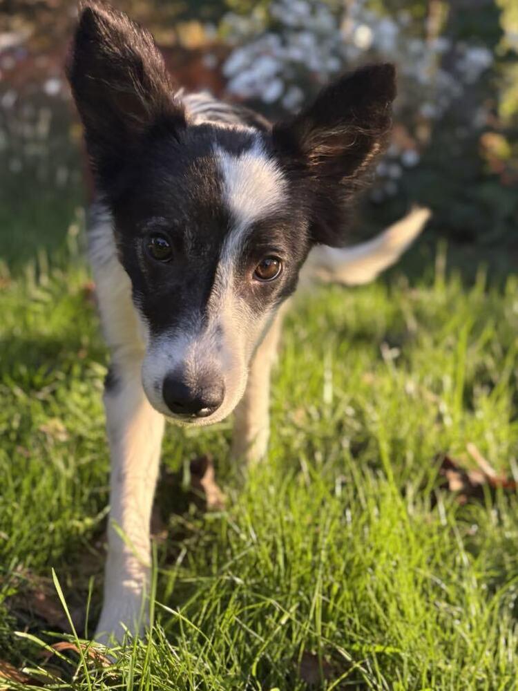 Enlarge Amidala, a Adoptable mixed breed in Troy, VA image 2/4