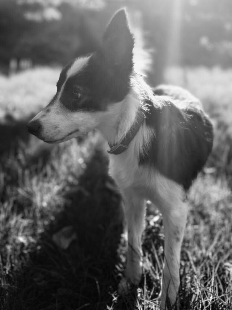 Enlarge Amidala, a Adoptable mixed breed in Troy, VA image 3/4