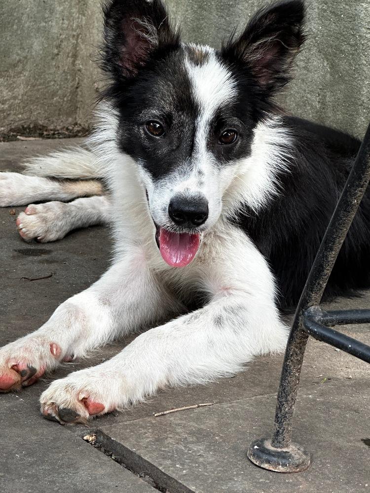 Enlarge Amidala, a Adoptable mixed breed in Troy, VA image 4/4