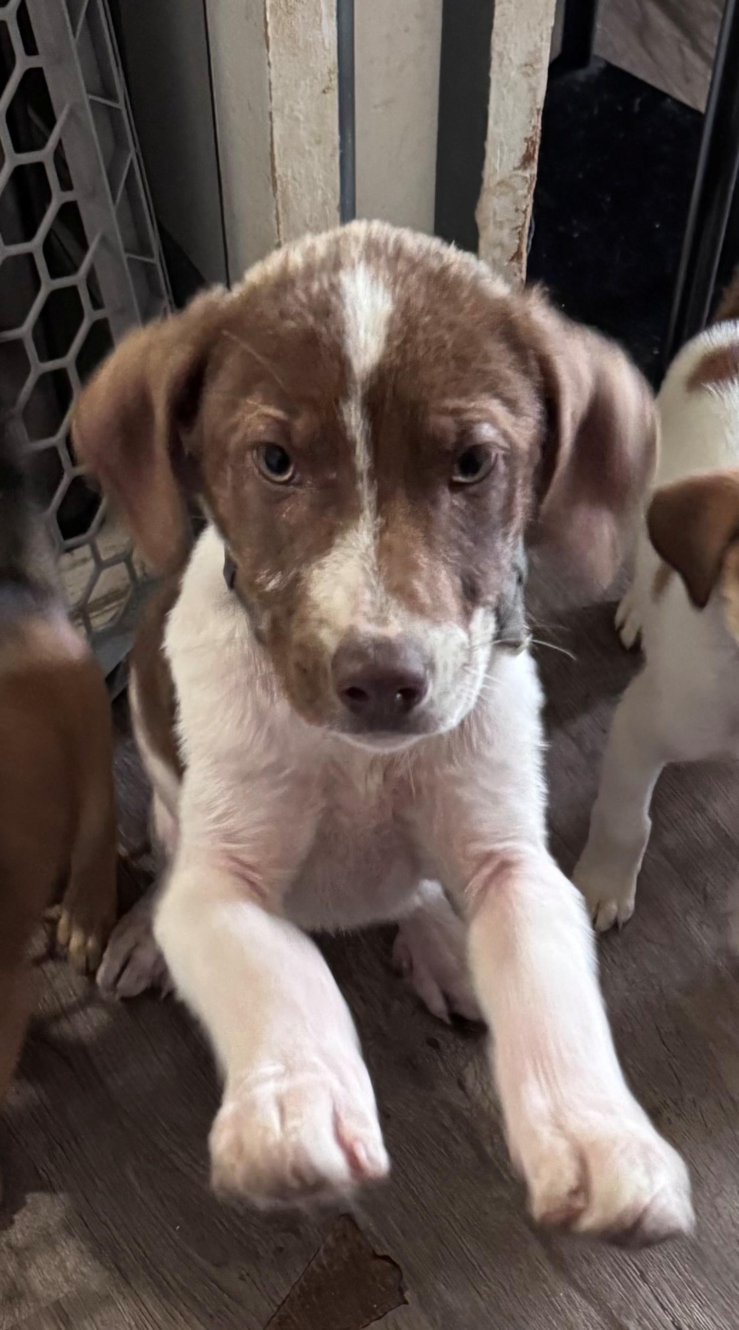 Sophie, adopted, Puppy Female Australian Shepherd & Hound.