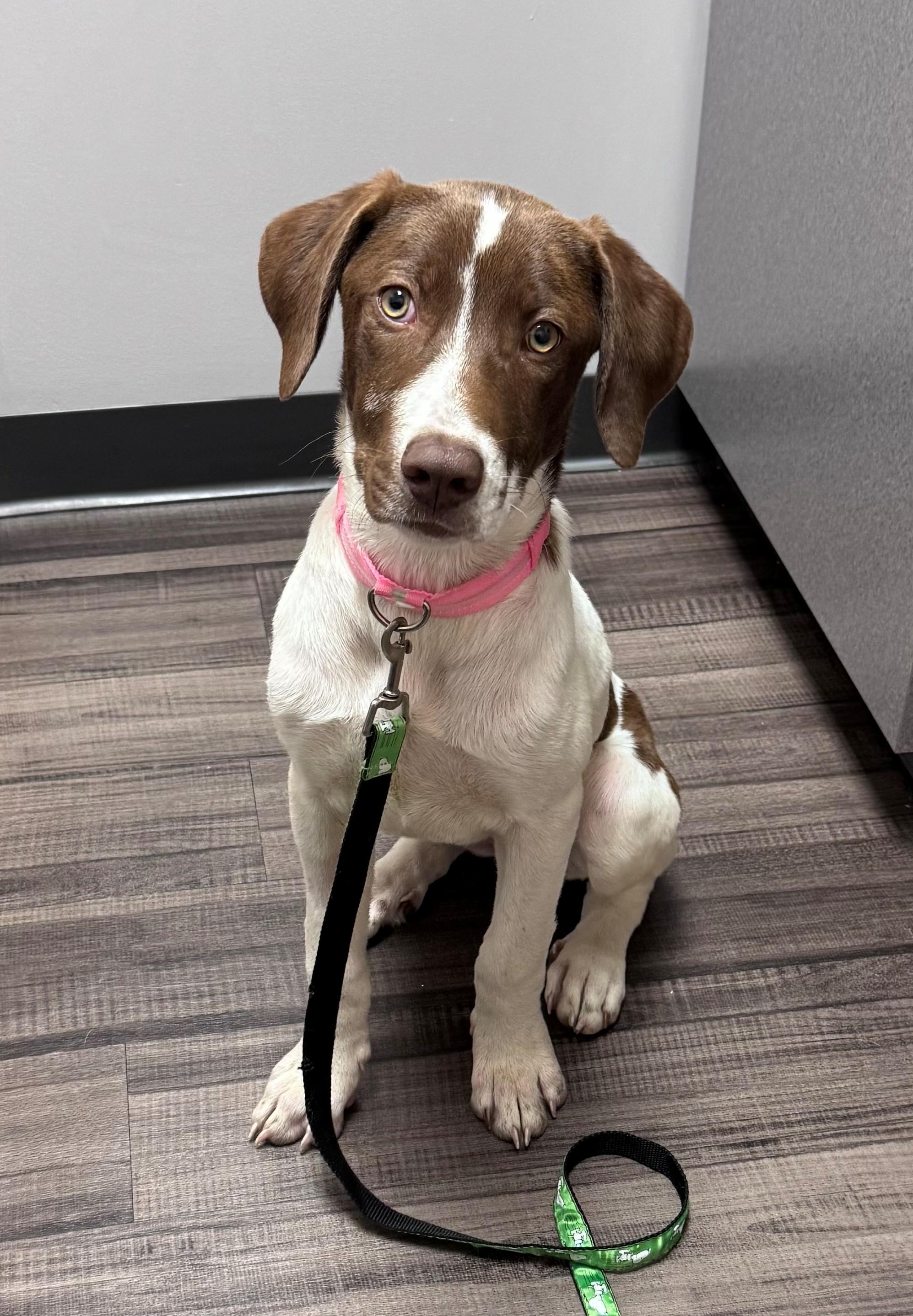 Enlarge Sophie, an adopted mixed breed in Cincinnati, OH image 2/2