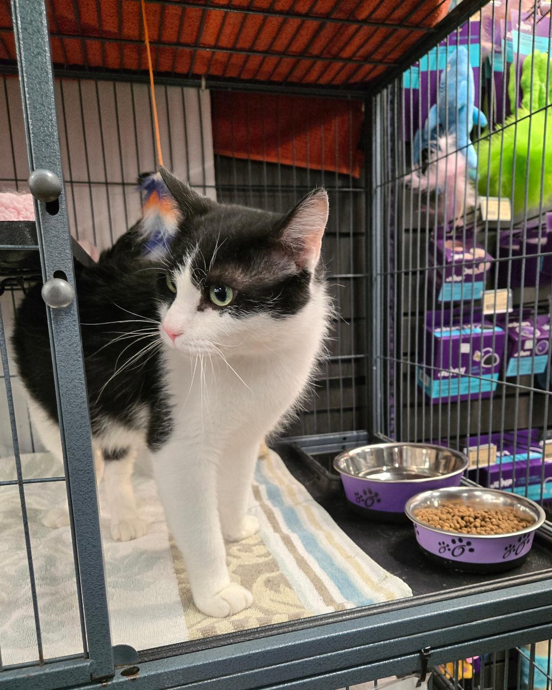 Enlarge Chip, a ADOPTABLE Domestic Short Hair in Hamilton, ON image 3/4