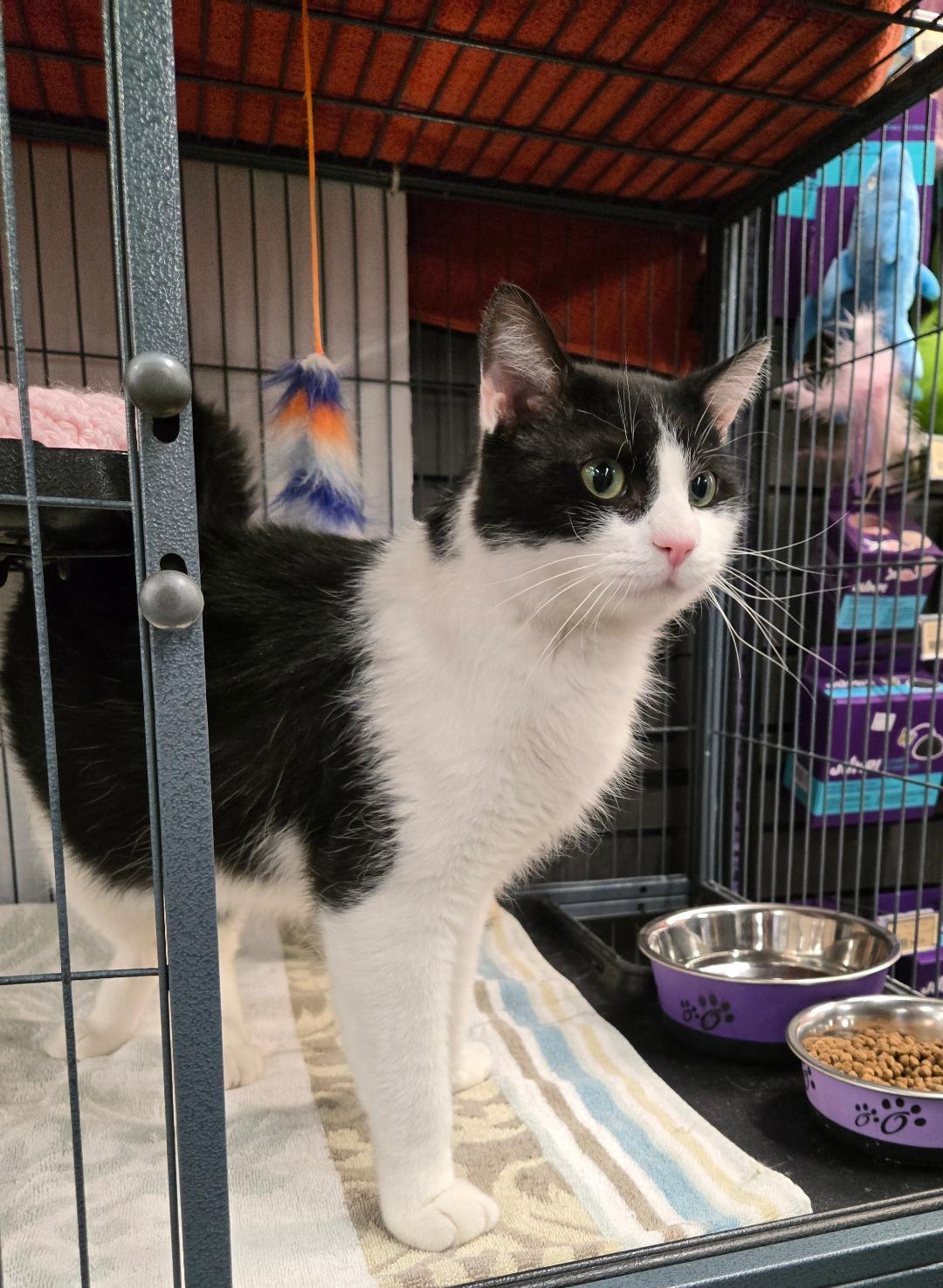 Chip, ADOPTABLE, Adult Male Domestic Short Hair.