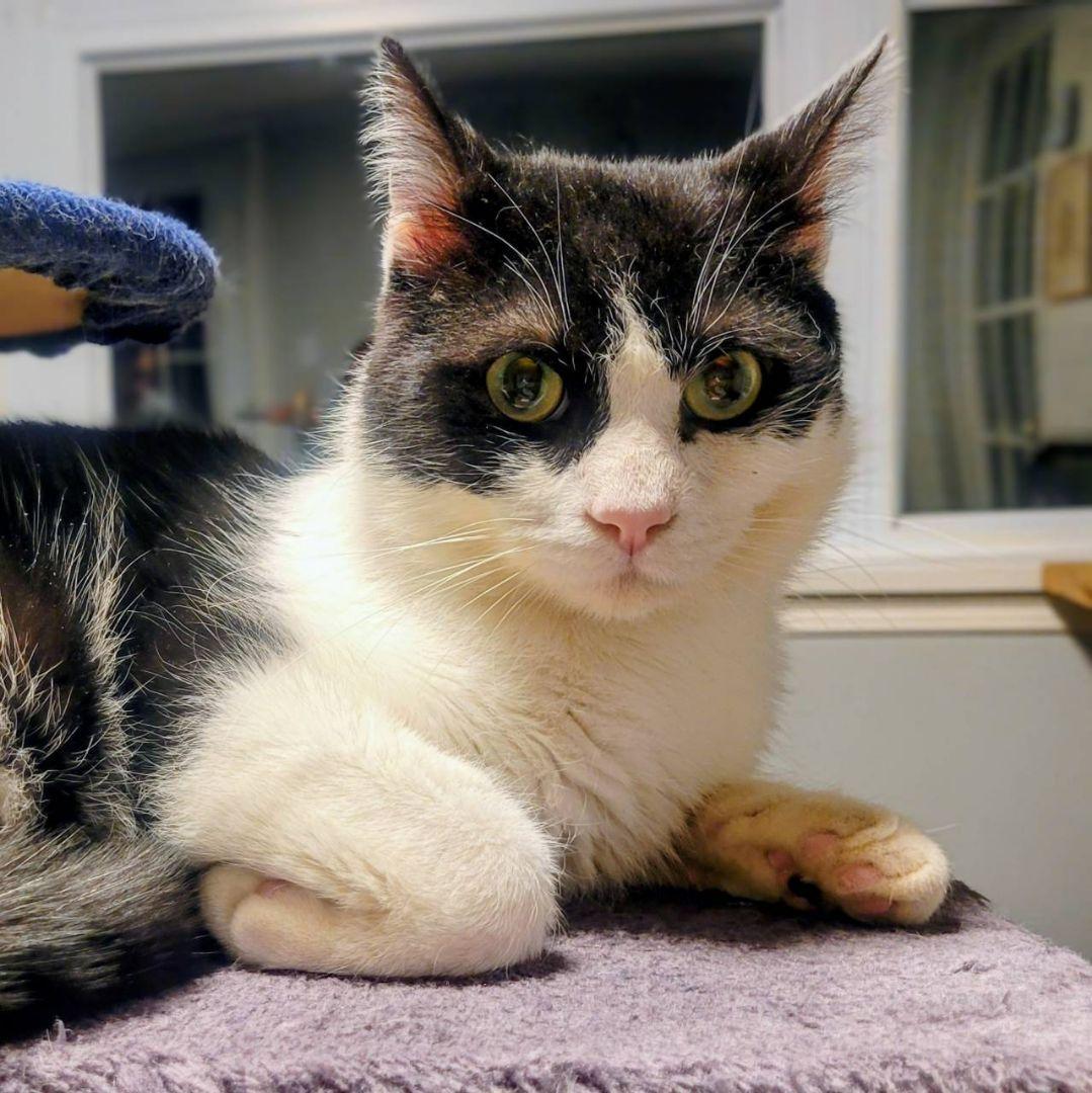 Enlarge Chip, a ADOPTABLE Domestic Short Hair in Hamilton, ON image 4/4