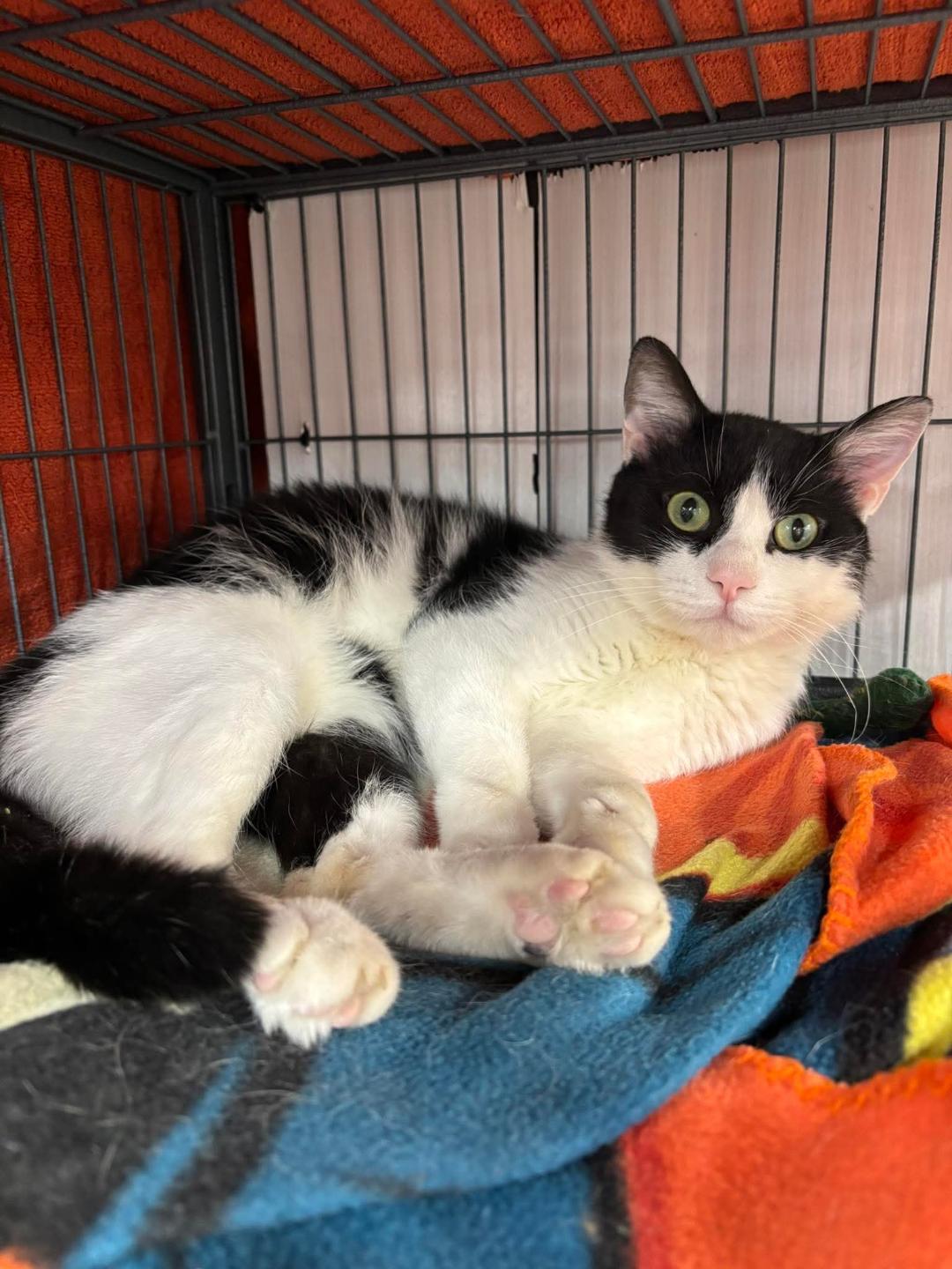 Enlarge Chip, a ADOPTABLE Domestic Short Hair in Hamilton, ON image 2/4