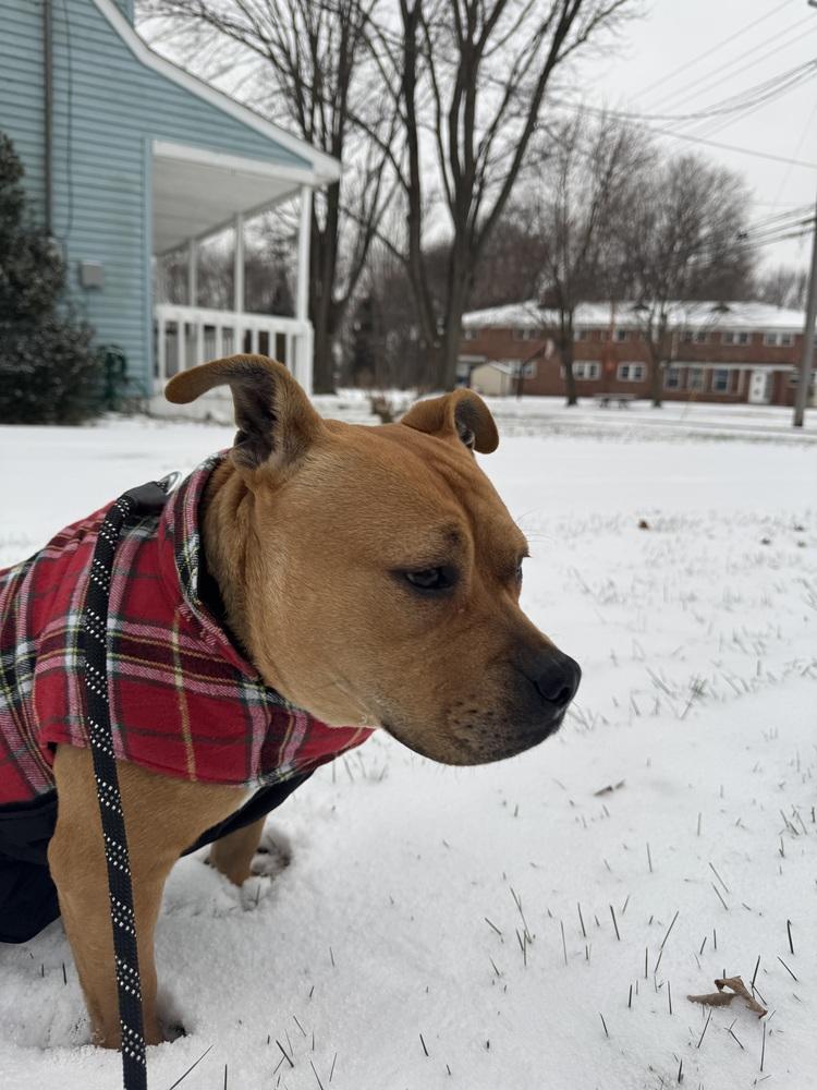 Enlarge Celia, a Adoptable mixed breed in Clinton Township, MI image 1/6