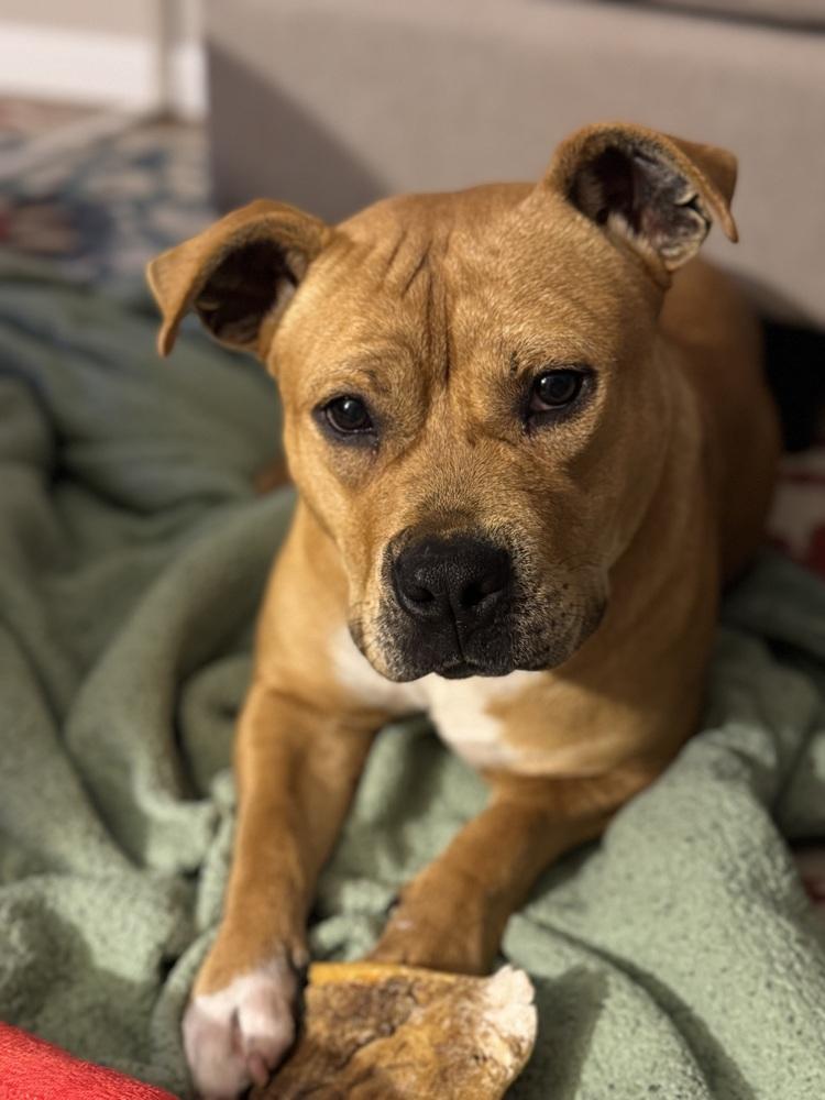 Enlarge Celia, a Adoptable mixed breed in Clinton Township, MI image 2/6