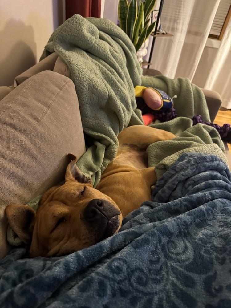 Enlarge Celia, a Adoptable mixed breed in Clinton Township, MI image 3/6