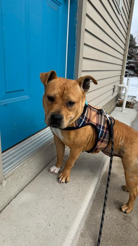 Enlarge Celia, a Adoptable mixed breed in Clinton Township, MI image 4/6