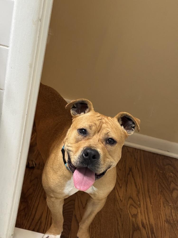 Enlarge Celia, a Adoptable mixed breed in Clinton Township, MI image 5/6