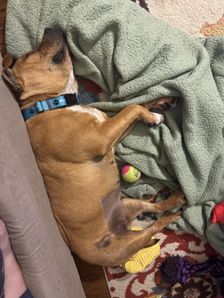 Enlarge Celia, a Adoptable mixed breed in Clinton Township, MI image 6/6