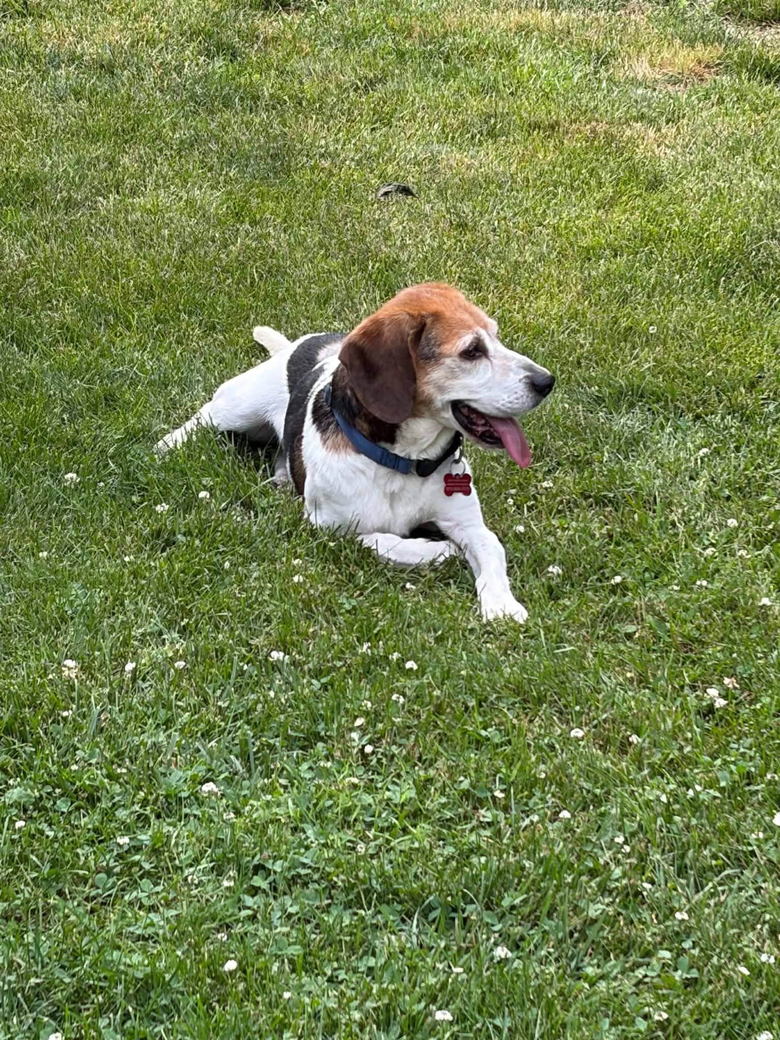Enlarge Clayton, a ADOPTABLE mixed breed in Succasunna, NJ image 4/4