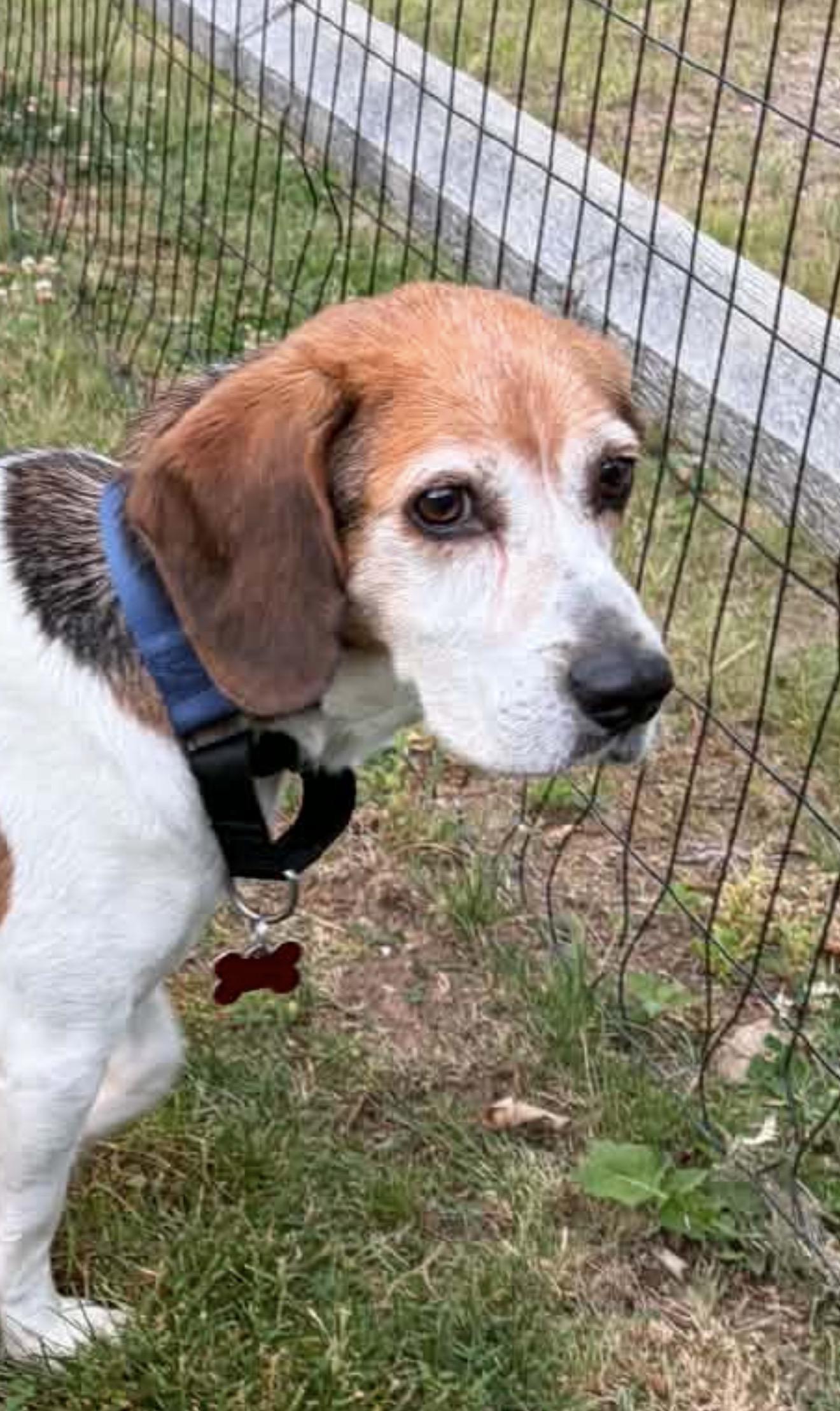 Clayton, ADOPTABLE, Adult Male Beagle.