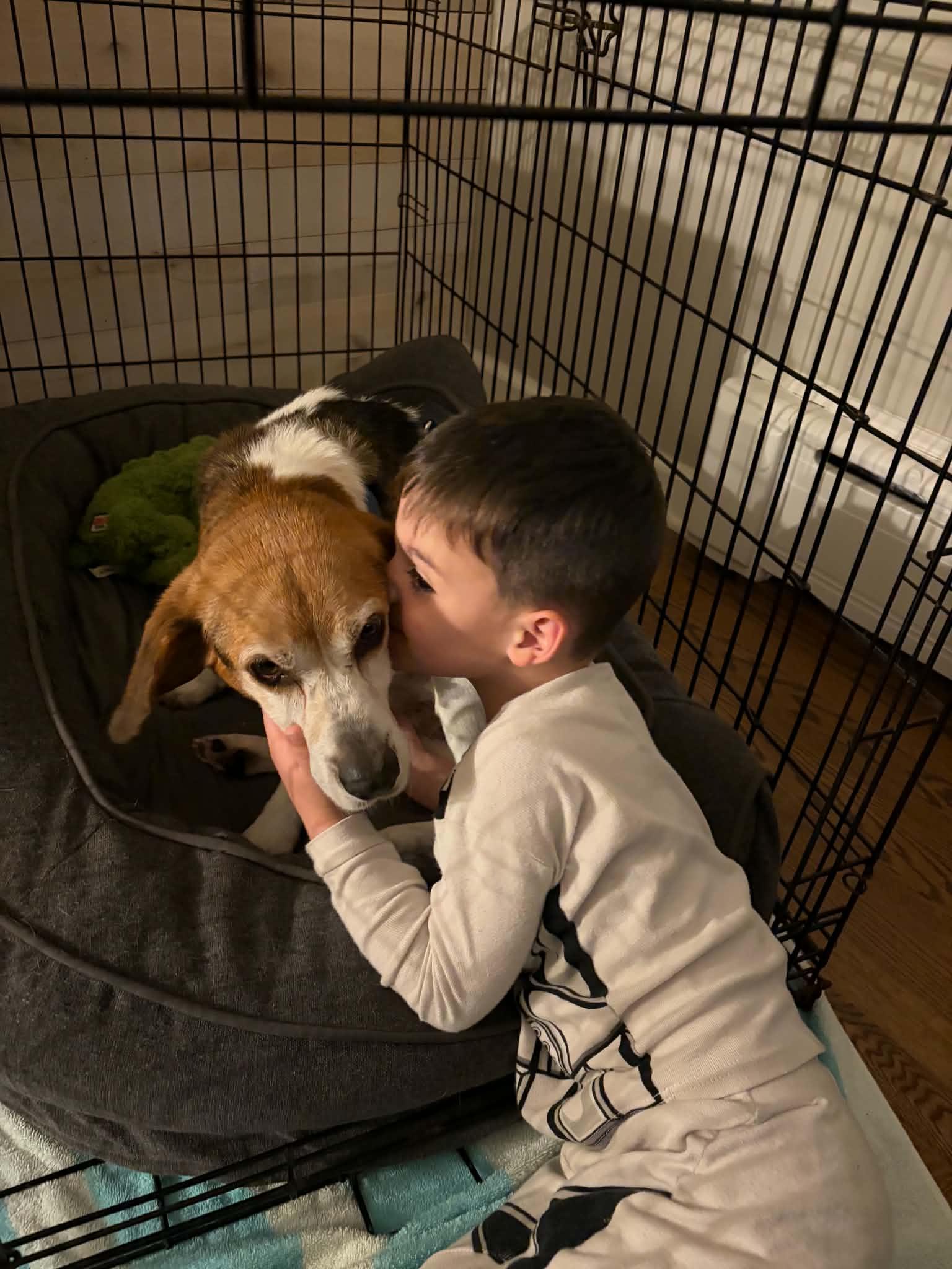 Enlarge Clayton, a ADOPTABLE mixed breed in Succasunna, NJ image 2/4