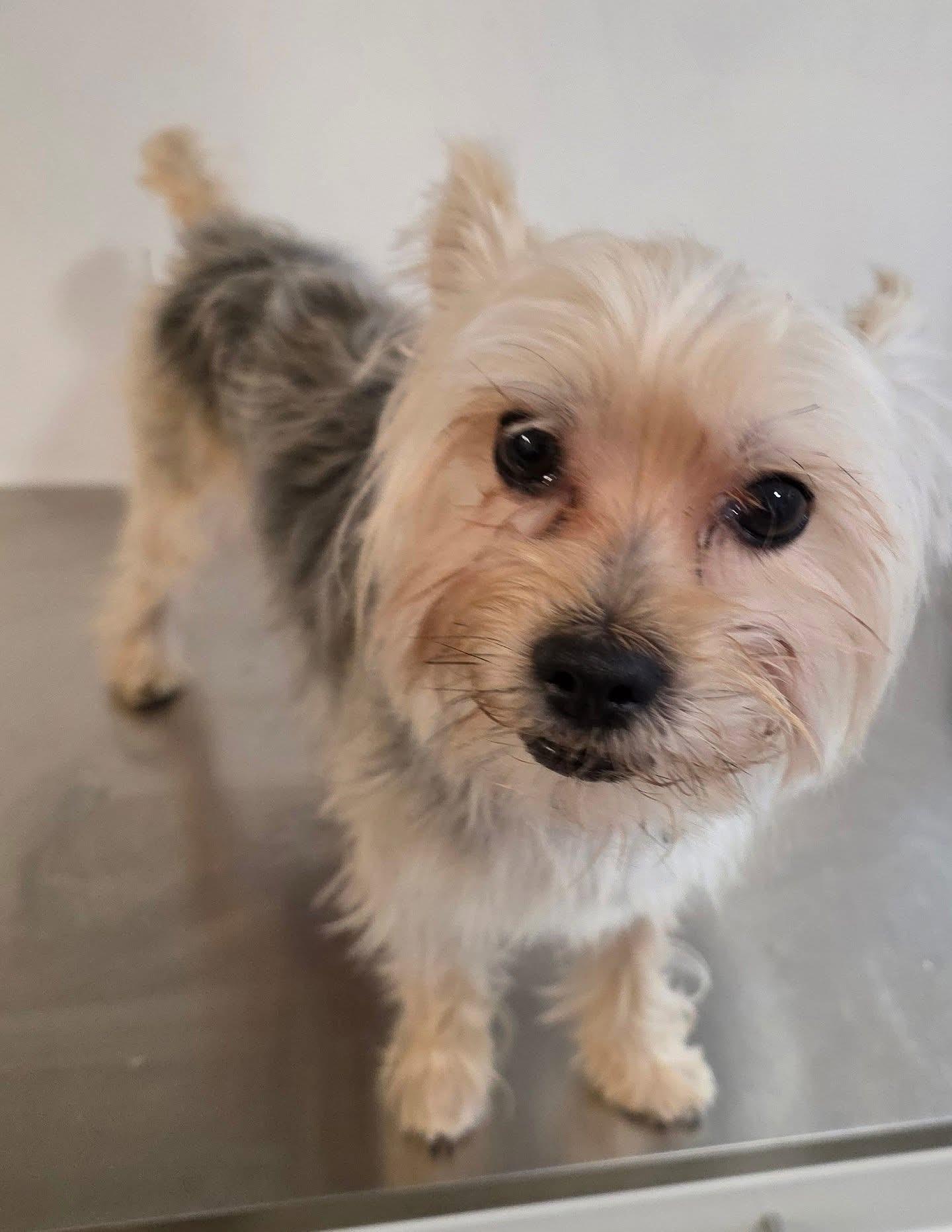 Enlarge William DeFuzz, an adopted mixed breed in New York, NY image 2/5