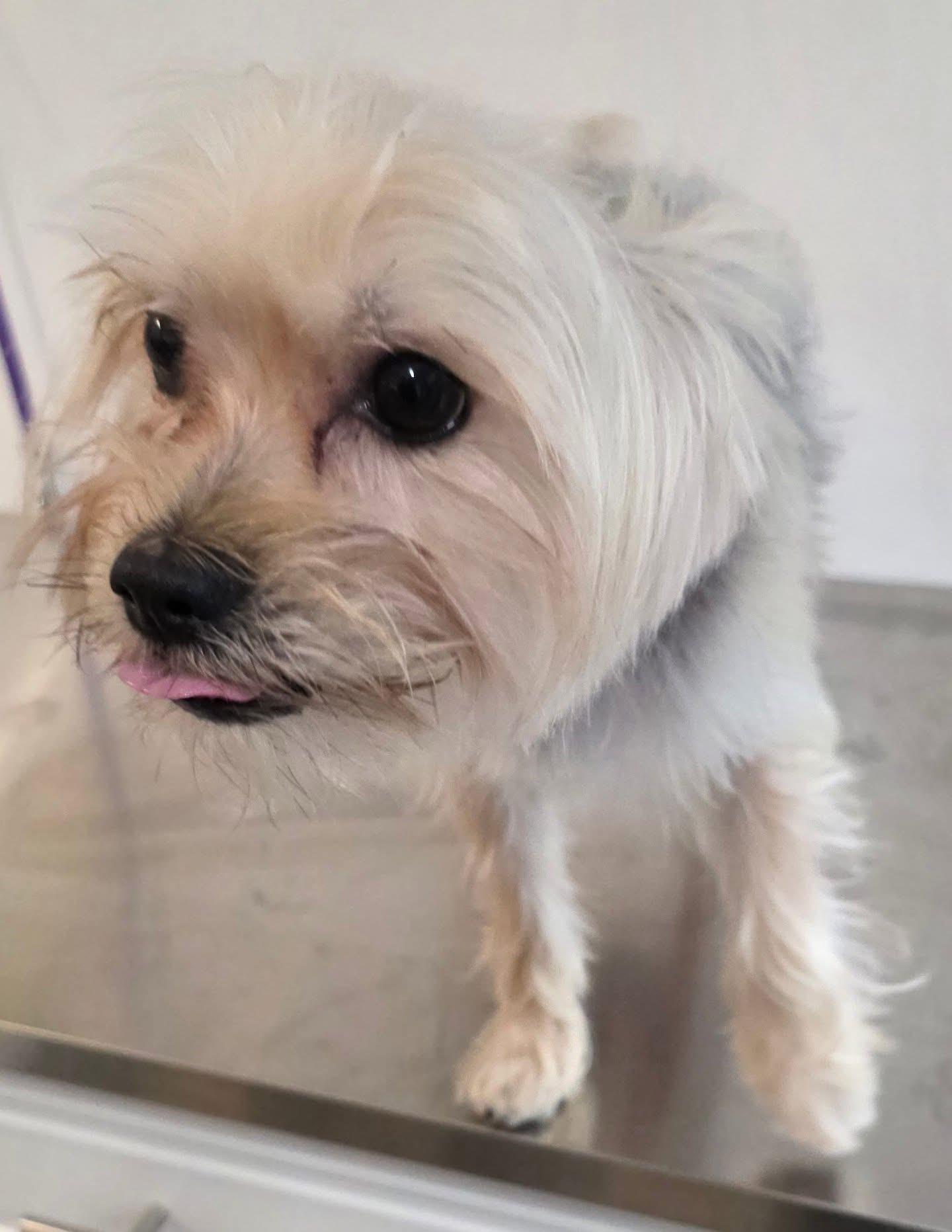 Enlarge William DeFuzz, an adopted mixed breed in New York, NY image 4/5