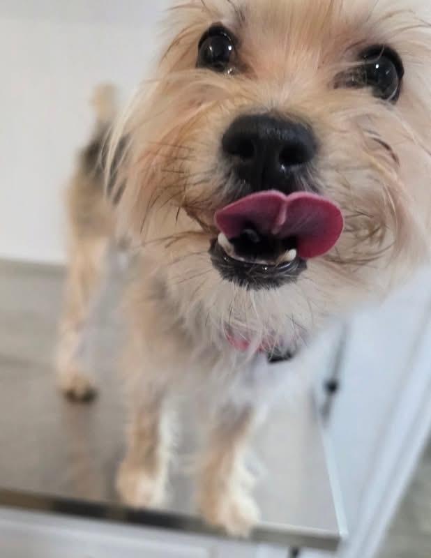 Enlarge William DeFuzz, an adopted mixed breed in New York, NY image 3/5