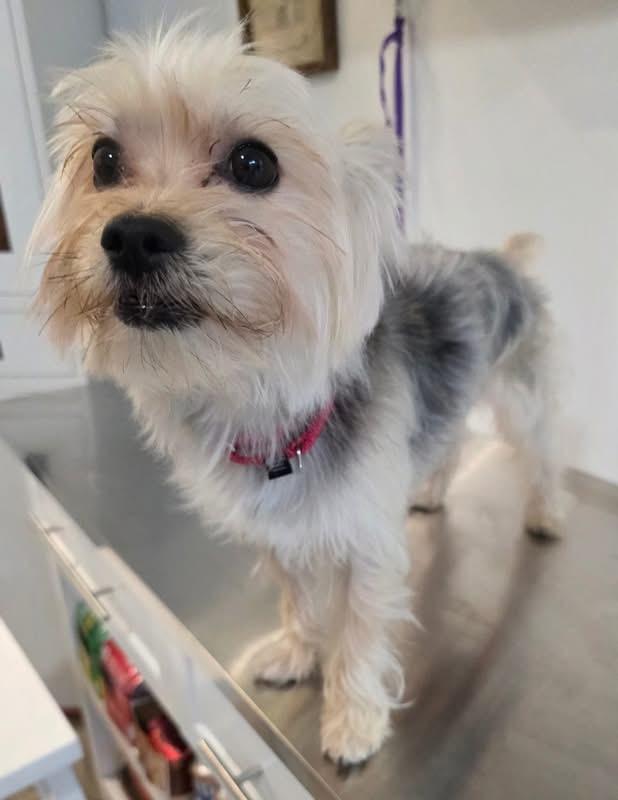 Enlarge William DeFuzz, an adopted mixed breed in New York, NY image 5/5