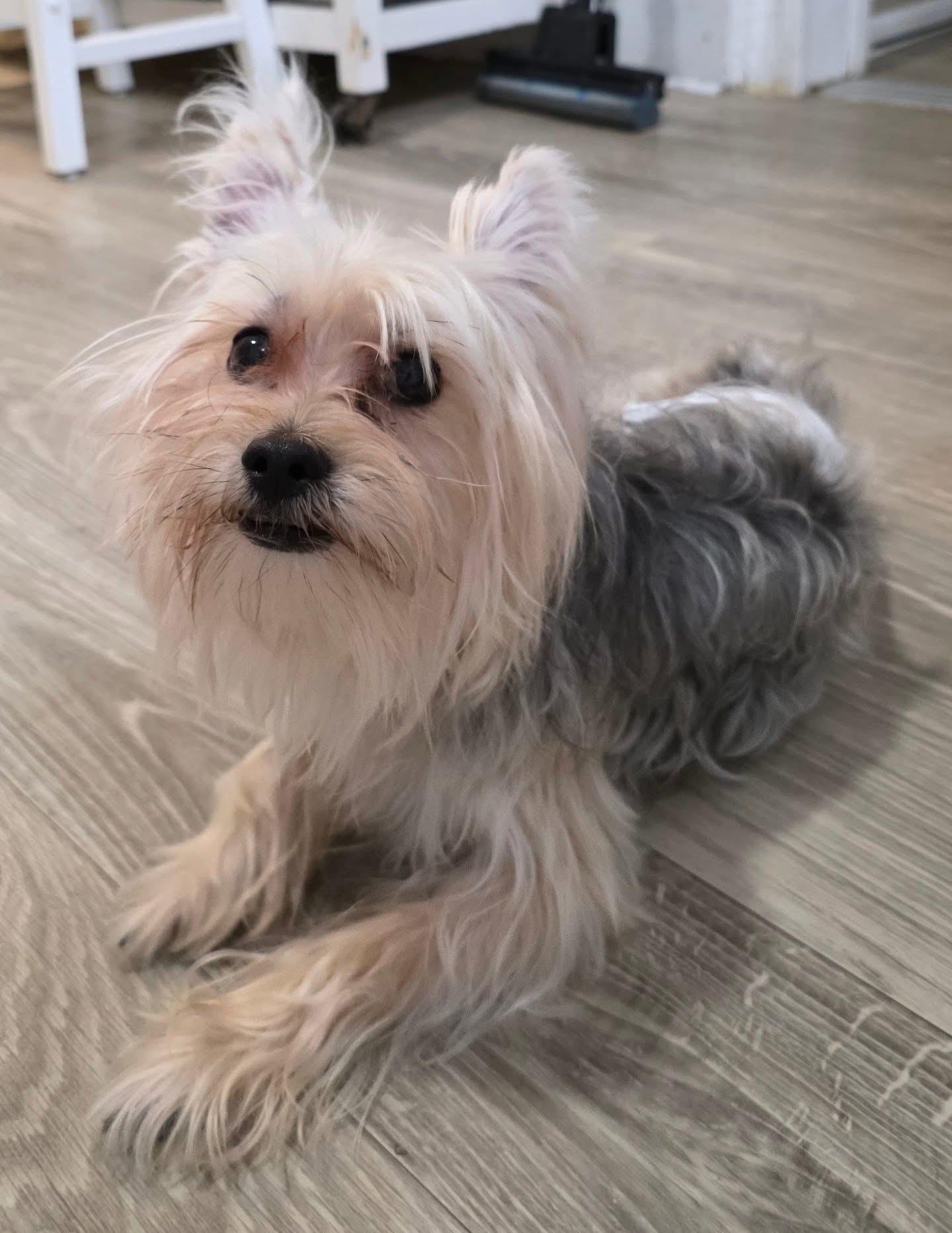 Enlarge William DeFuzz, an adopted mixed breed in New York, NY image 1/5