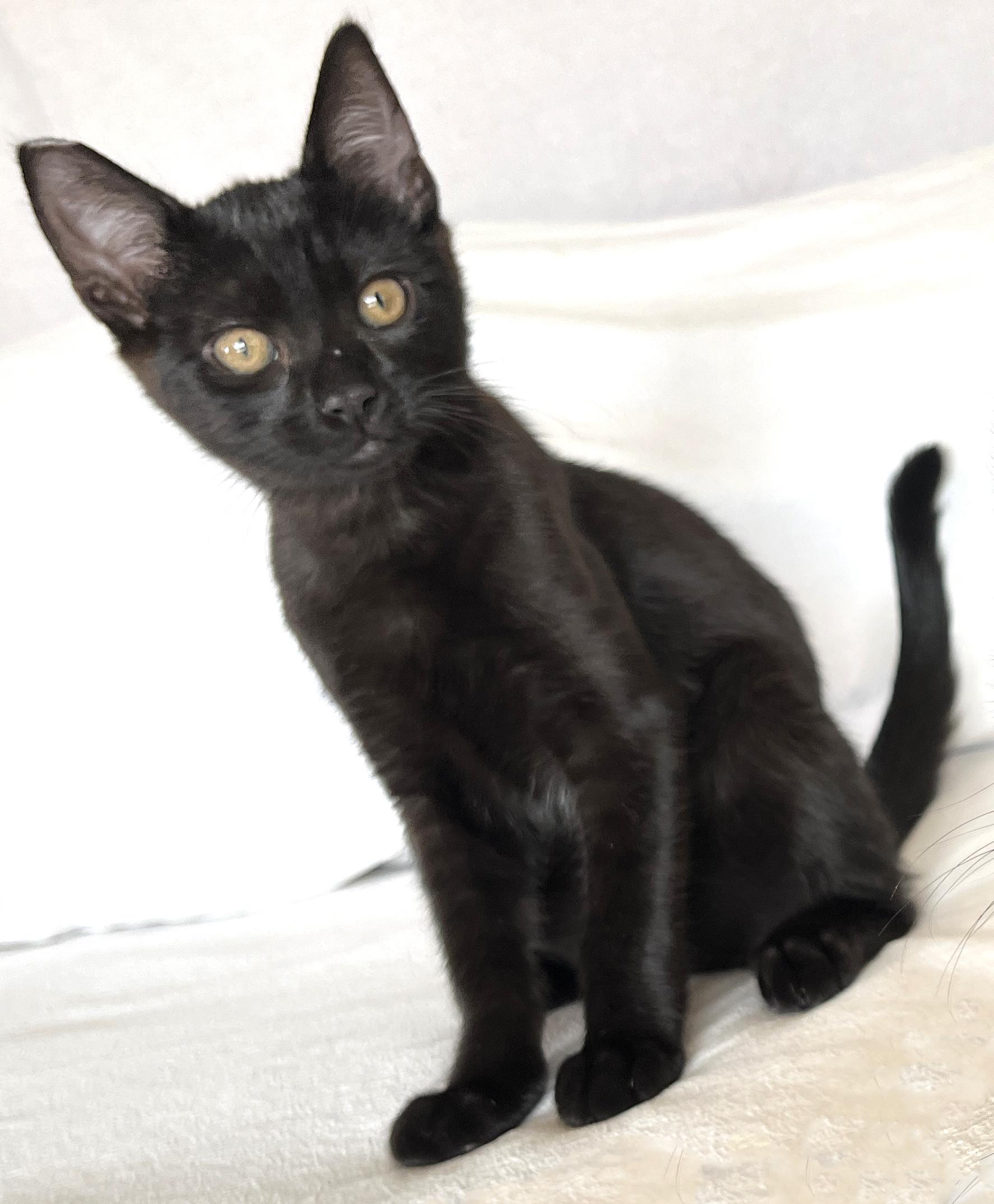 Virgil, Adoptable, Young Male Bombay & Domestic Short Hair.