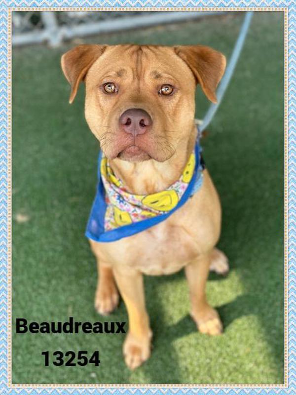 Boudreaux (854), Adoptable, Young Male Pit Bull Terrier.