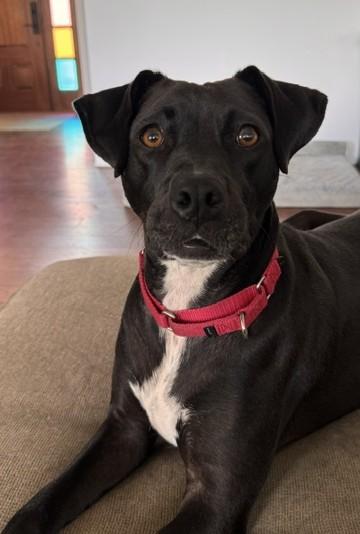 Lacey, a Adoptable mixed breed in Albany, NY image 4/6