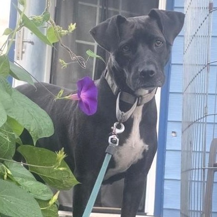 Enlarge Lacey, a Adopted mixed breed in Albany, NY image 1/6