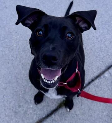 Lacey, a Adoptable mixed breed in Albany, NY image 2/6