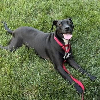 Lacey, a Adoptable mixed breed in Albany, NY image 5/6
