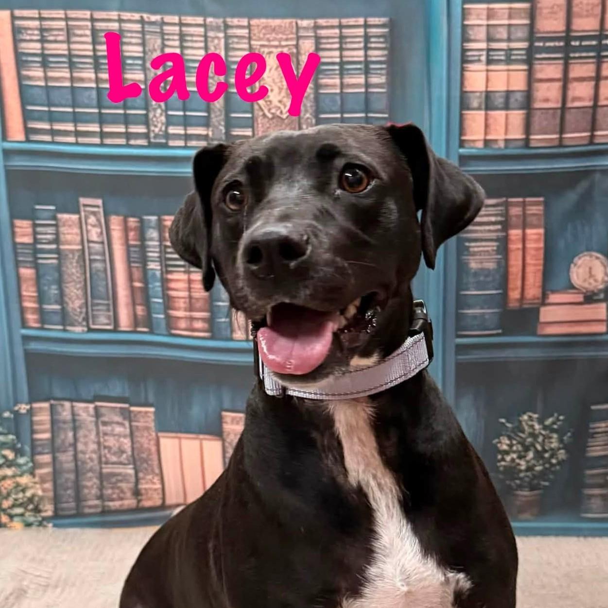 Lacey, a Adoptable mixed breed in Albany, NY image 1/6