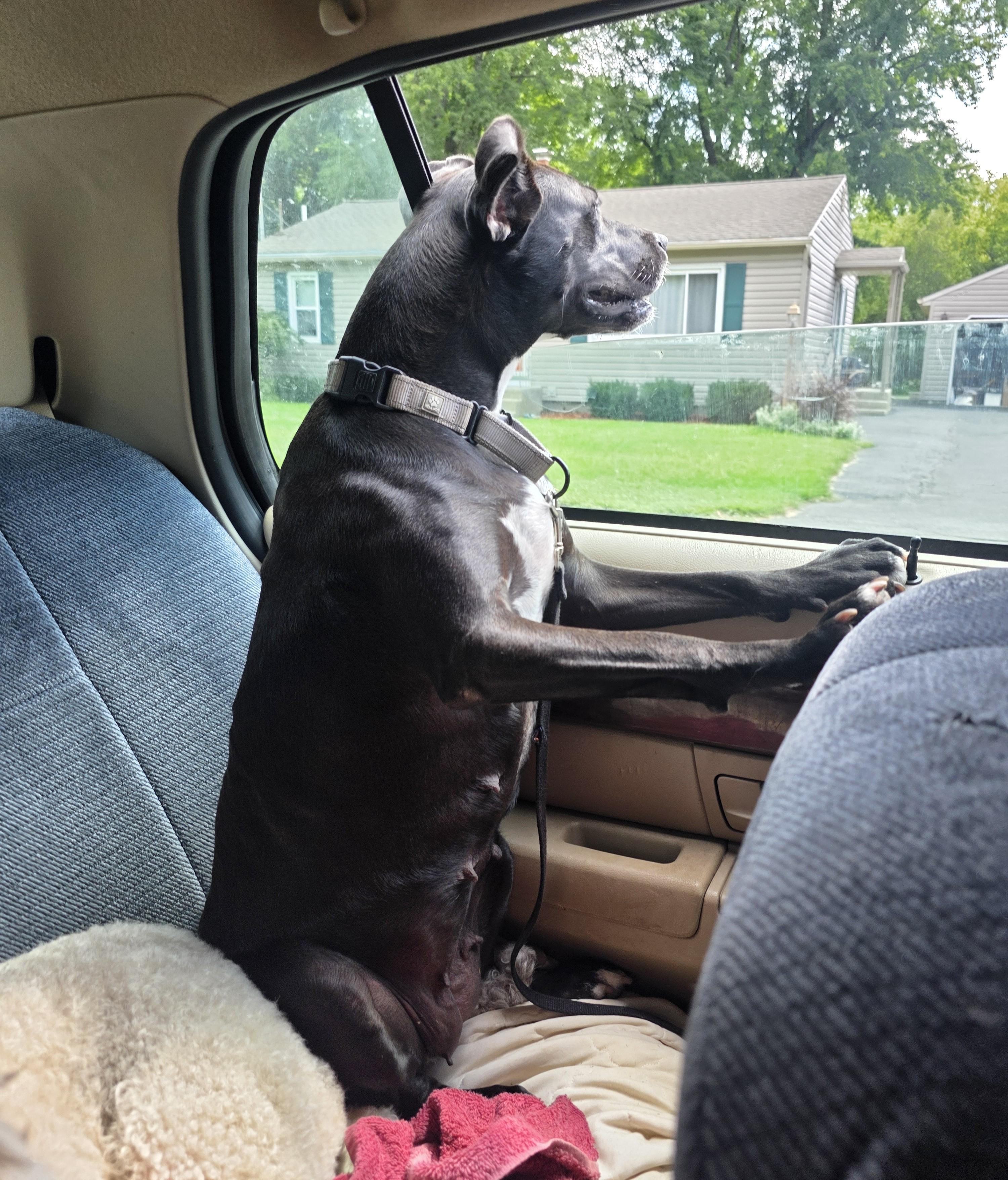 Enlarge Lacey, a Adopted mixed breed in Albany, NY image 2/6