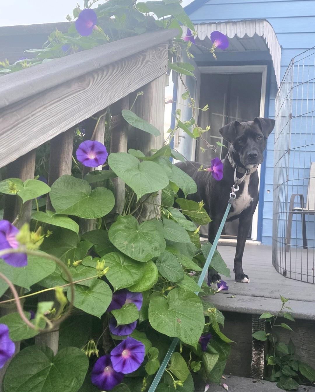 Enlarge Lacey, a Adopted mixed breed in Albany, NY image 3/6