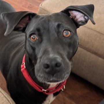 Lacey, a Adoptable mixed breed in Albany, NY image 3/6