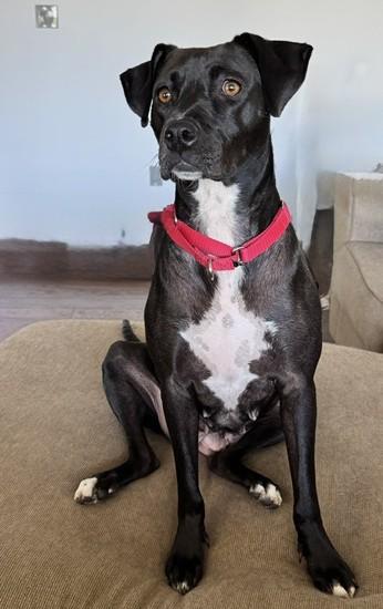 Lacey, a Adoptable mixed breed in Albany, NY image 6/6