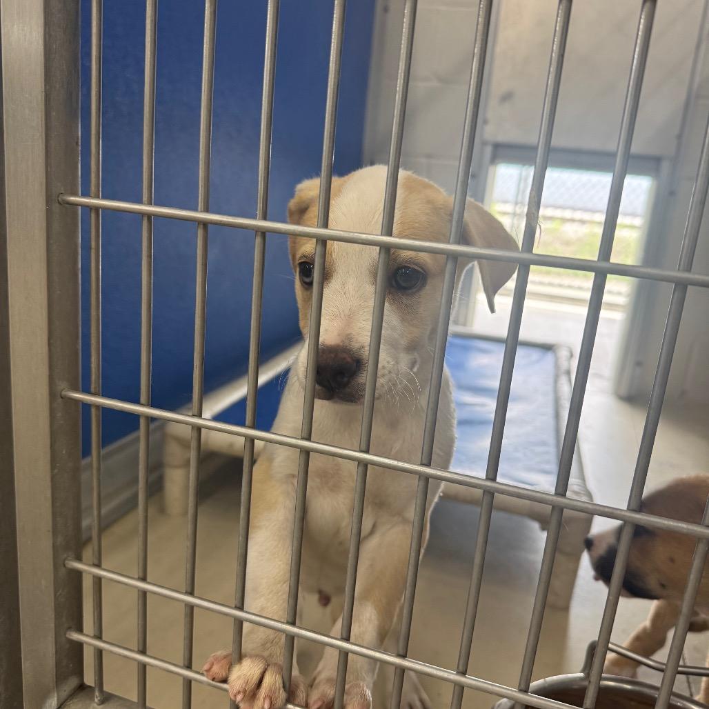 Crisis, Adoptable, Puppy Male Husky & Pit Bull Terrier.