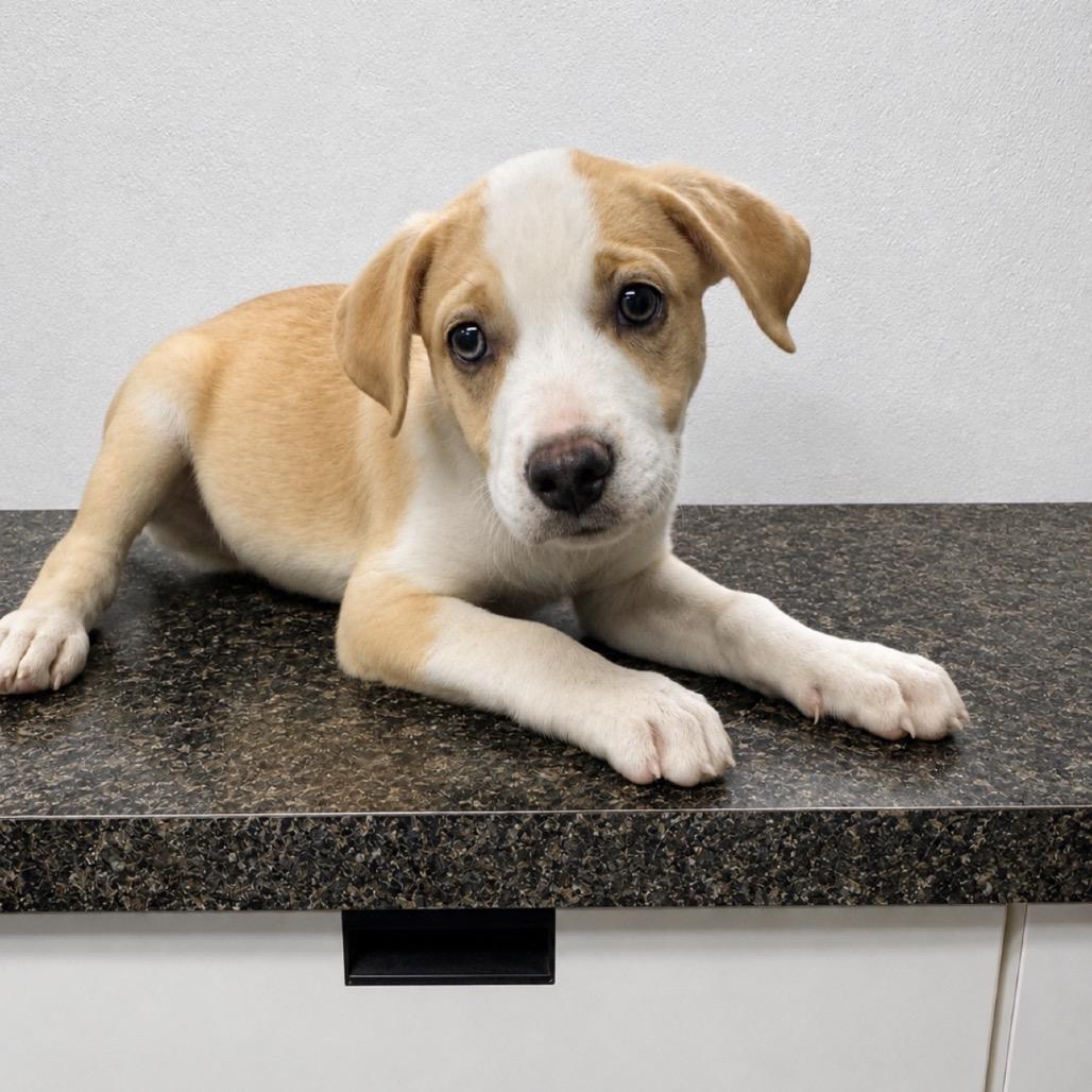 Crisis, a Adoptable mixed breed in Shelbyville, IL image 2/2
