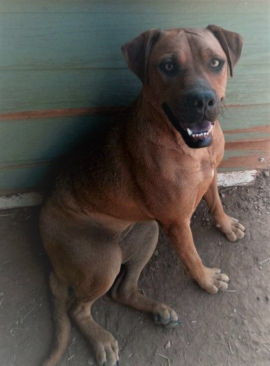 Piper, Adoptable, Young Female Mixed Breed.