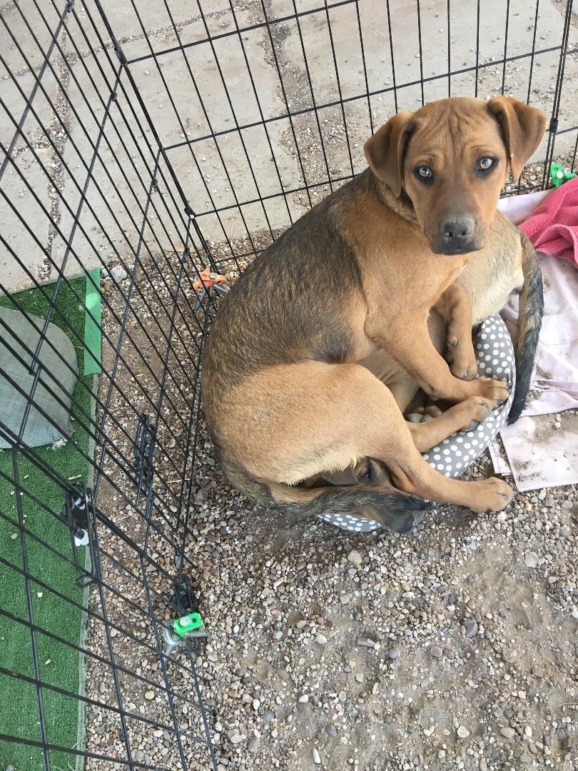 Enlarge Piper, a Adoptable Mixed Breed in Post, TX image 3/8