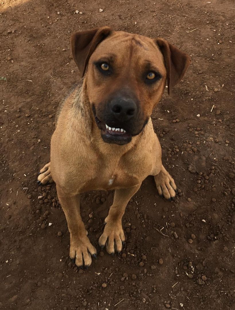 Enlarge Piper, a Adoptable Mixed Breed in Post, TX image 4/8