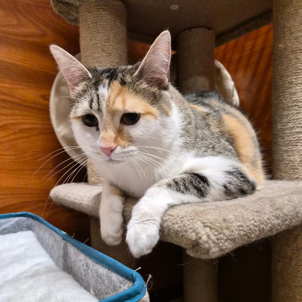 Gnucci — thumbnail 2