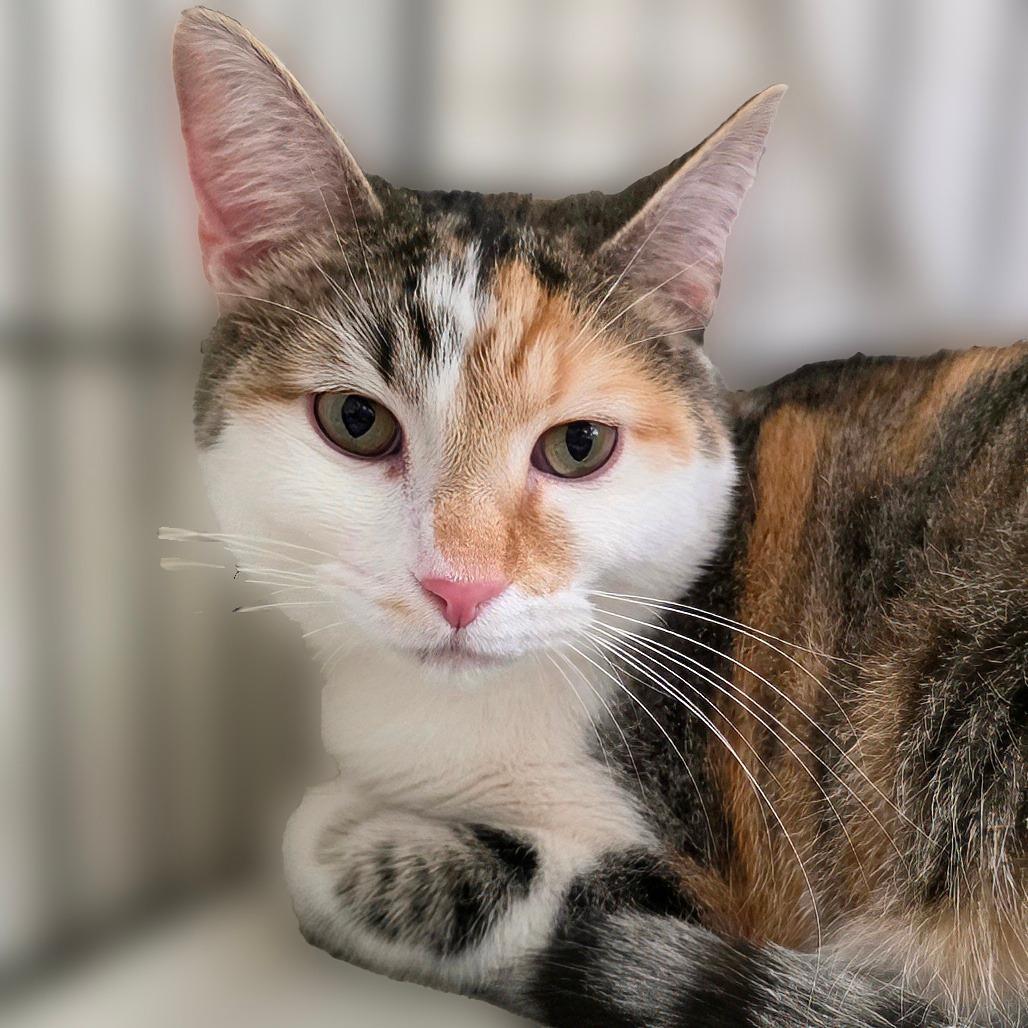 Gnucci — thumbnail 3