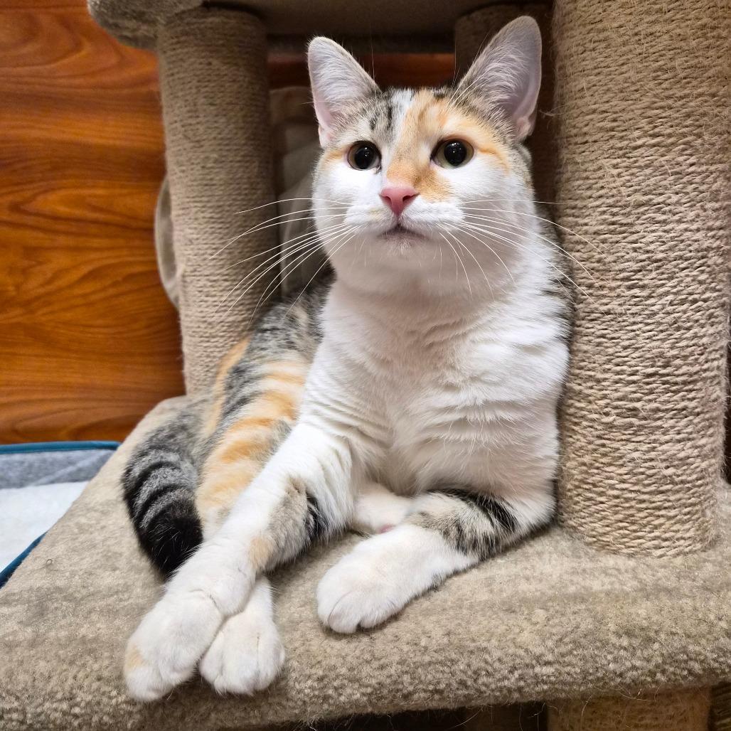 Gnucci — thumbnail 4