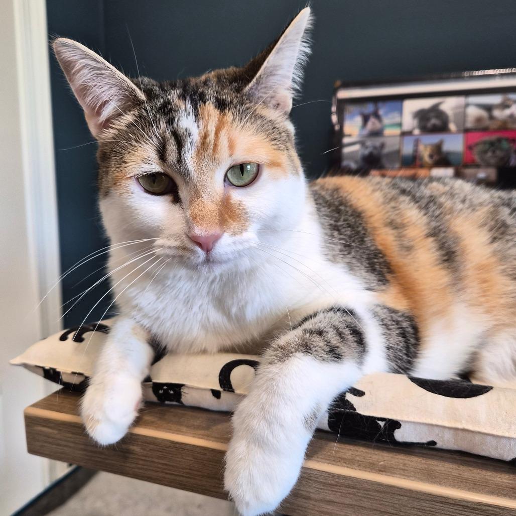 Gnucci — thumbnail 5