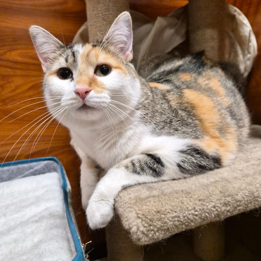 Gnucci — thumbnail 6