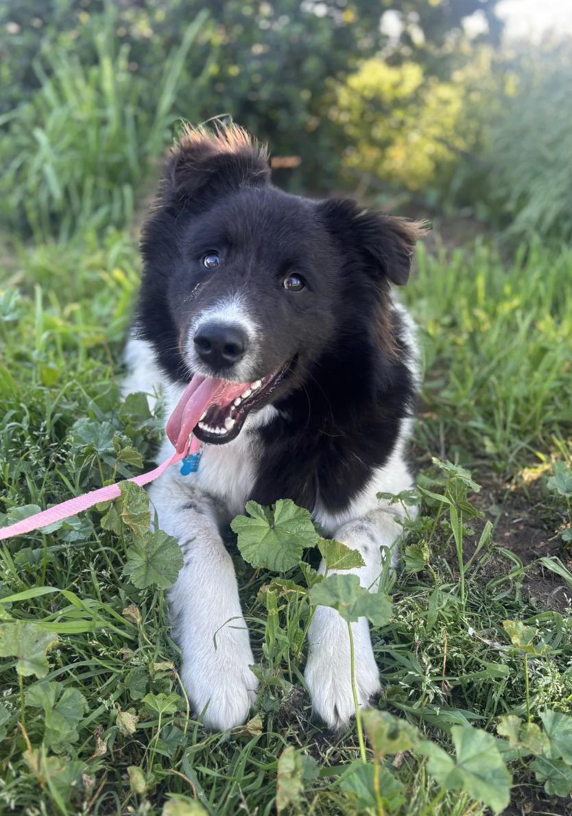 Oreo, an adopted mixed breed in Davis, CA image 1/6