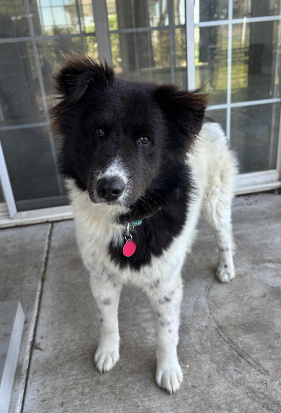 Oreo, an adopted mixed breed in Davis, CA image 3/6
